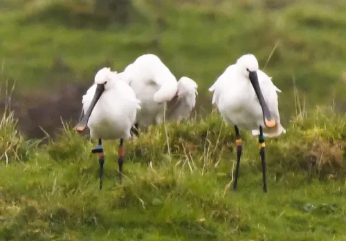 Les marais salants et leurs oiseaux
