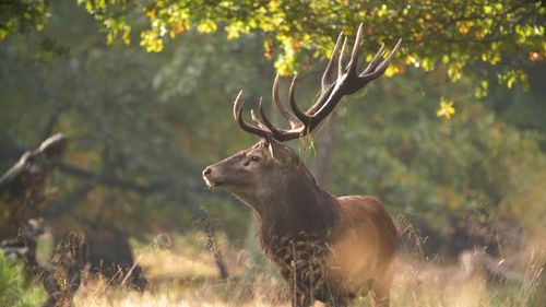 Balade nature à la découverte du merveilleux brame du cerf