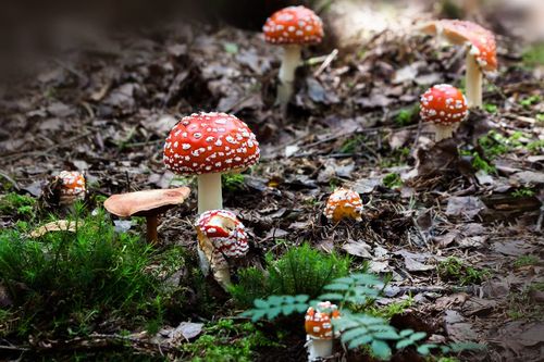 Balade dans le joli monde des champignons