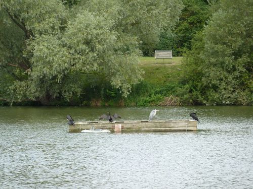 Cormorans et hérons au parc du Sausset