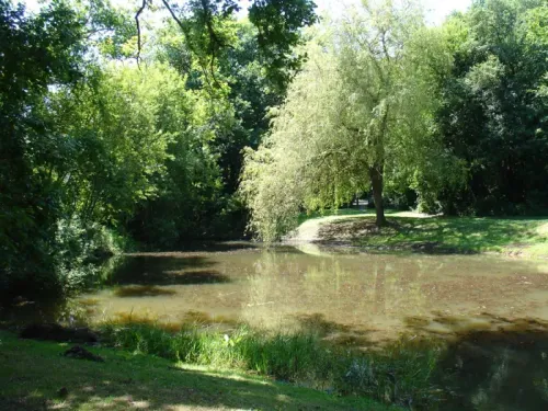 Balade naturaliste (faune et flore)  en Forêt de Rosny