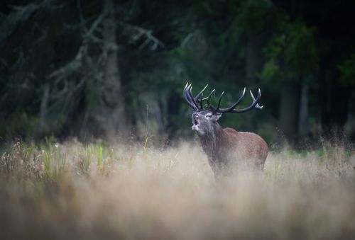 Sortie brame du cerf à l'affût 