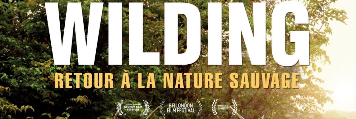 wildingSmall.jpg