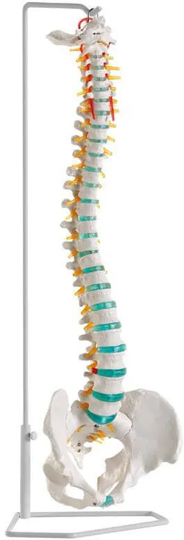 Flexible Wirbelsäule