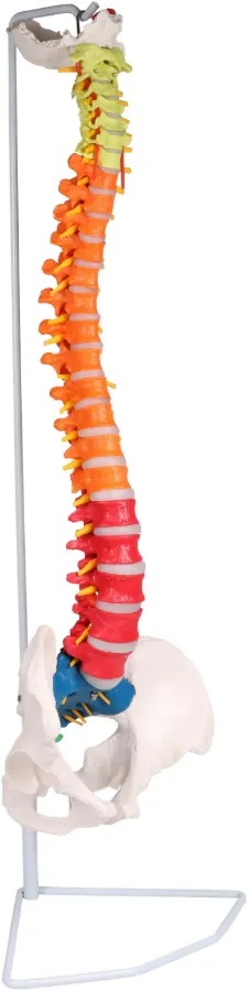 Flexible Wirbelsäule - didaktisch
