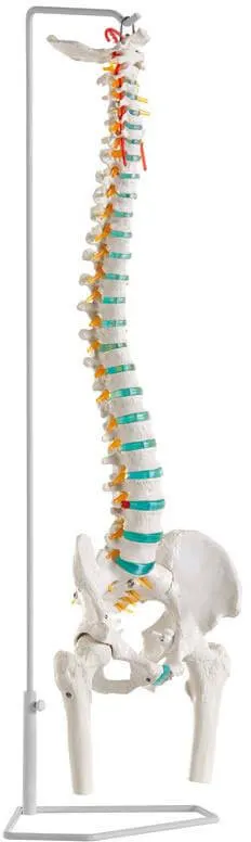 Flexible Wirbelsäule mit Oberschenkelstümpfen