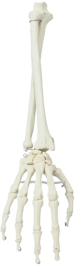 Hand mit Unterarm