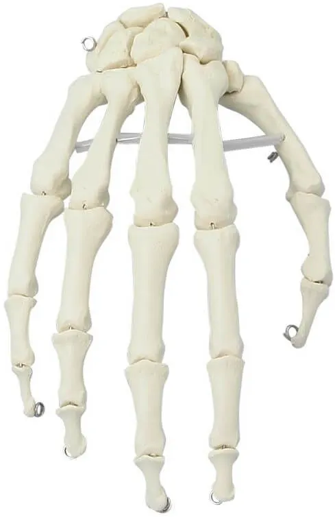 Handskelett