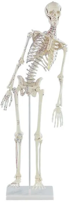Miniatur-Skelett Fred beweglich - mit Muskelmarkierungen