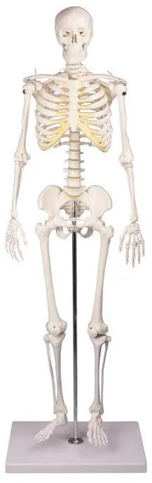Miniatur-Skelett Tom