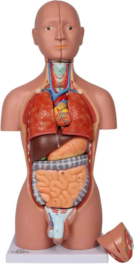 Miniatur-Torso zweigeschlechtig