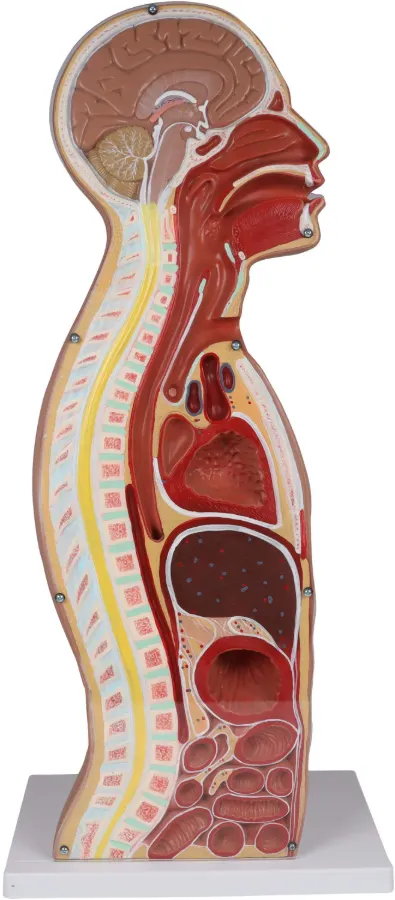 NG und Tracheostomie Torso lebensgroß