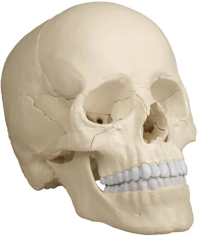 Osteopathie-Schädelmodell