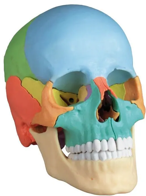 Osteopathie-Schädelmodell