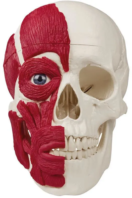 Schädel mit Muskulatur
