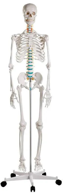 Schulskelett Oscar