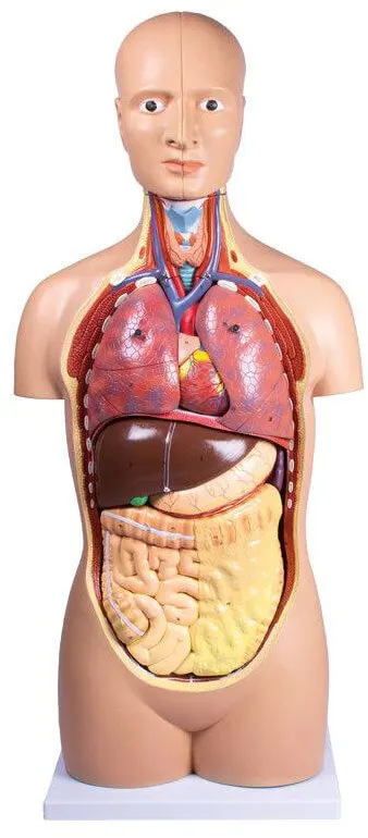 Torso, geschlechtslos