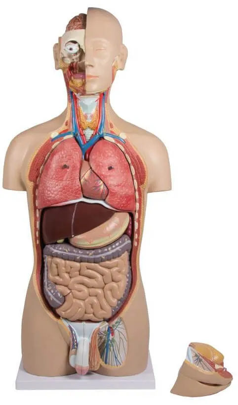 Torso mit geöffnetem Rücken