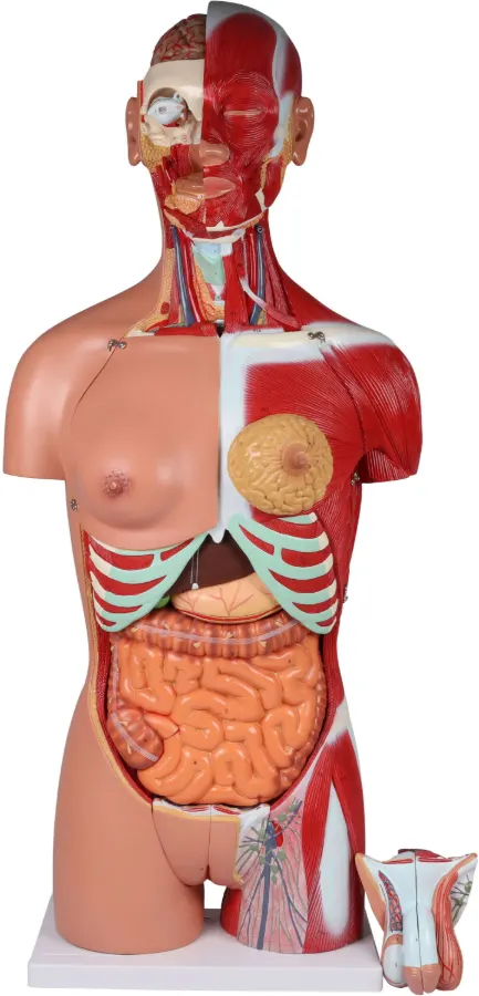 Zweigeschlechtlicher Torso mit offenem Rücken